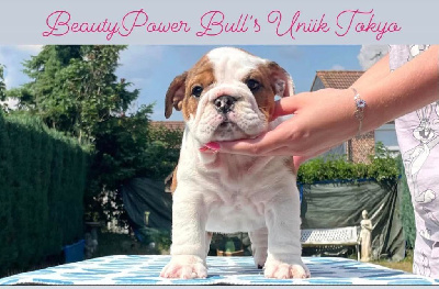 Beautypower Bull's - Bulldog Anglais - Portée née le 25/04/2023
